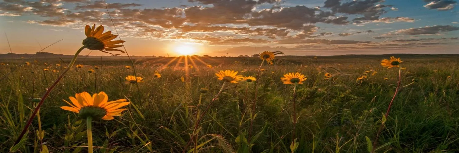 Sunset over an open prairie of wild sunflowers